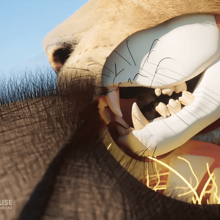 Predator V Prey